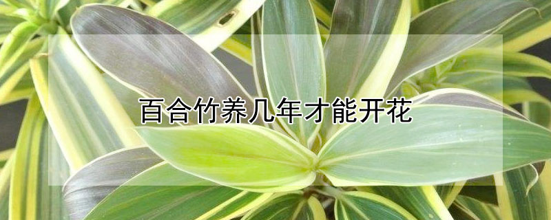 百合竹养几年才能开花 百合竹子养多久才能开花