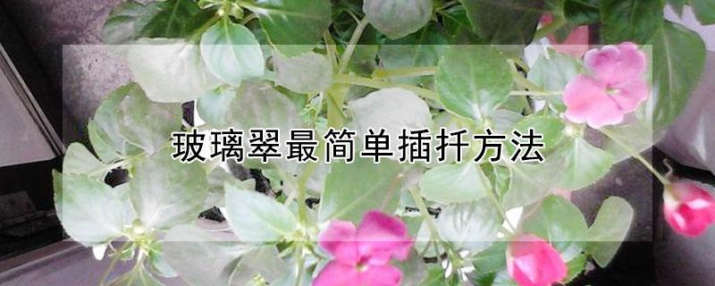 玻璃翠最简单插扦方法 玻璃翠怎样扦插