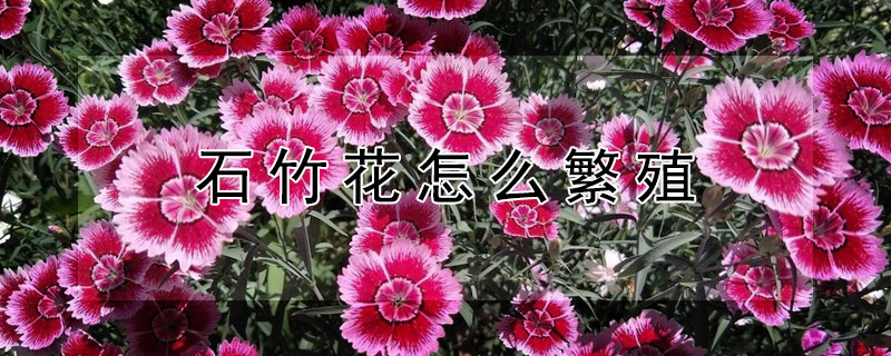 石竹花怎么繁殖（石竹花怎么移栽）