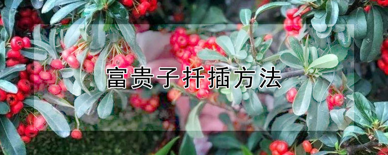 富贵子扦插方法（富贵子能扦插成活吗）