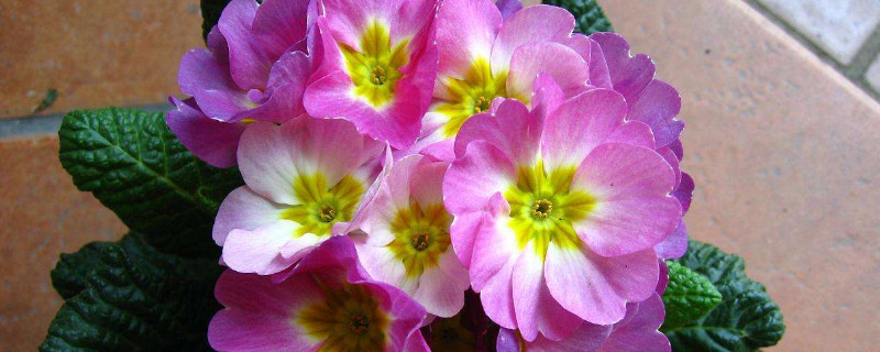 欧报春什么时候播种 欧洲报春花什么时候播种