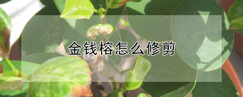 金钱榕怎么修剪（金钱榕的修剪方法和注意事项）