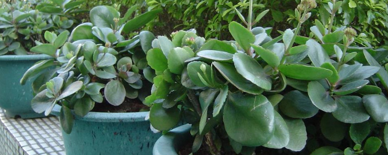 胖娃娃花的养殖方法 胖娃娃的养殖方法和注意事项