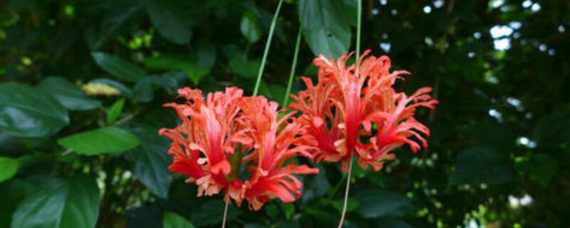 扶桑灯笼花养殖方法 怎样养殖扶桑花
