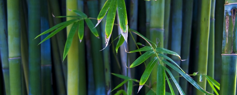 冬天竹子怎么养 竹子怎么过冬天
