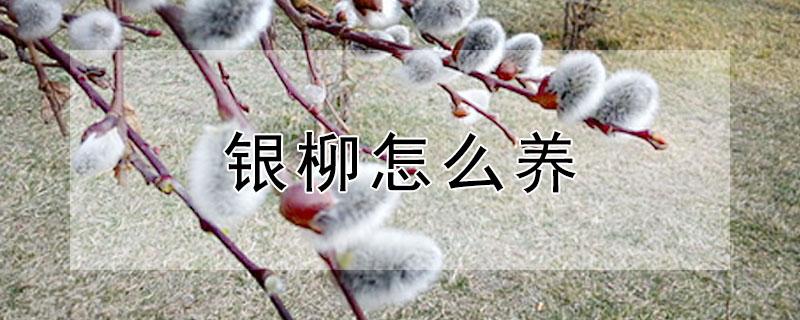 银柳怎么养（银柳怎么养好）
