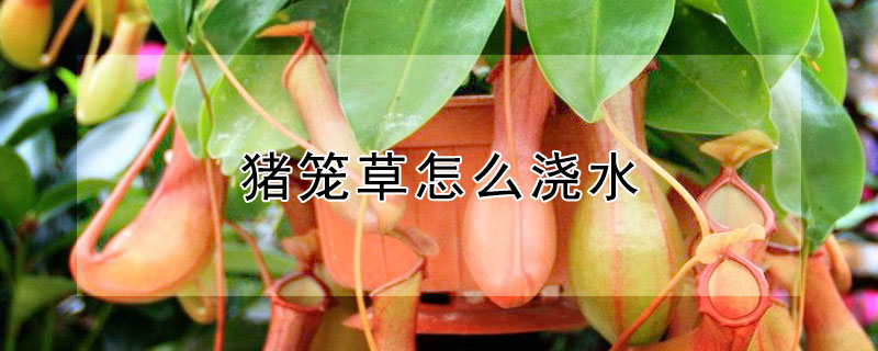 猪笼草怎么浇水（猪笼草怎么浇水视频）