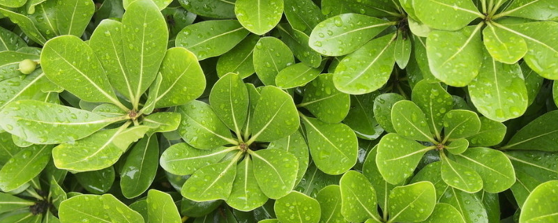 白糖生根水注意事项(白糖自制生根水怎样用)