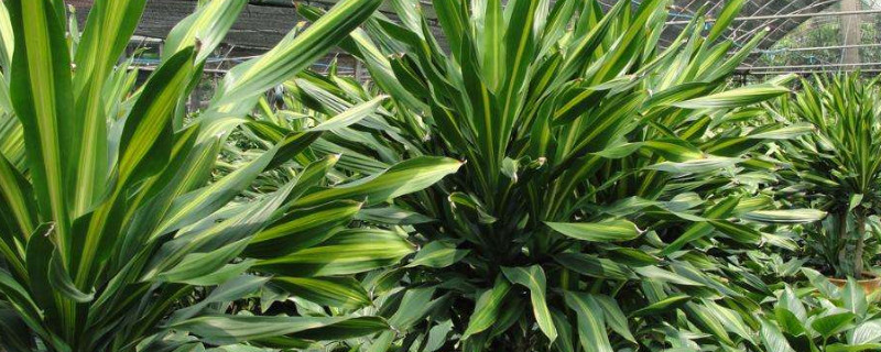 也门铁的养殖方法和注意事项（绿叶也门铁的养殖方法和注意事项）