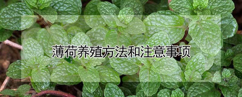 薄荷养殖方法和注意事项 薄荷的养殖方法和注意事项养殖日记