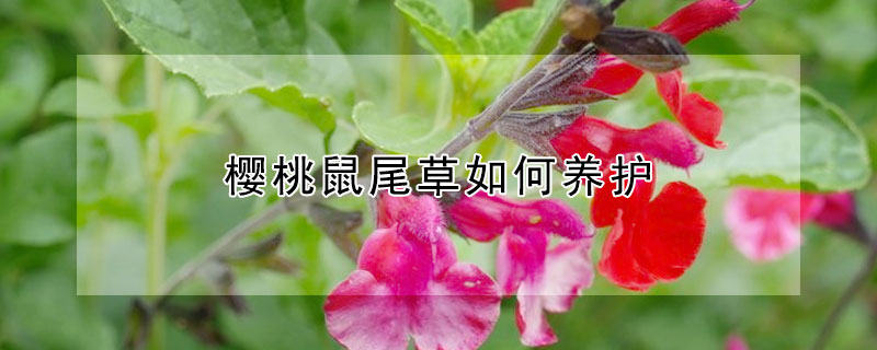 樱桃鼠尾草如何养护（樱桃鼠尾草园林用途）