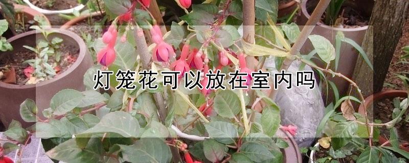 灯笼花可以放在室内吗（灯笼花能在室外养吗）