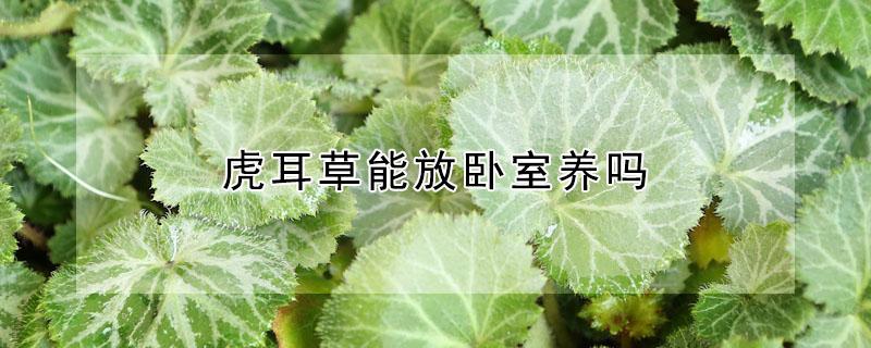 虎耳草能放卧室养吗（虎耳草可以放卧室吗）