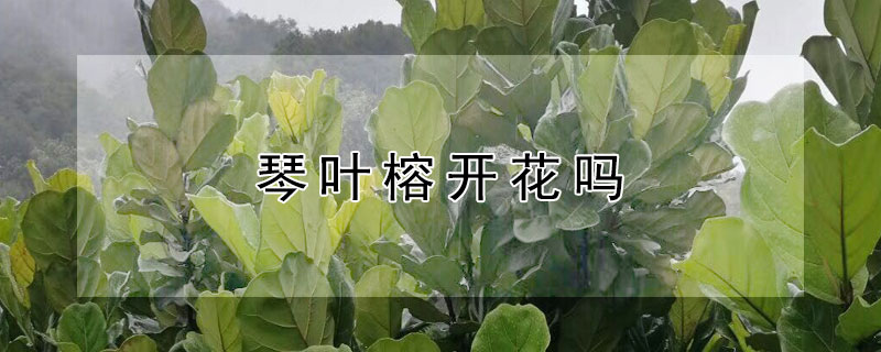 琴叶榕开花吗 琴叶榕开什么样的花