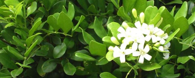 黄芸香盆景怎么养 芸香老桩盆景