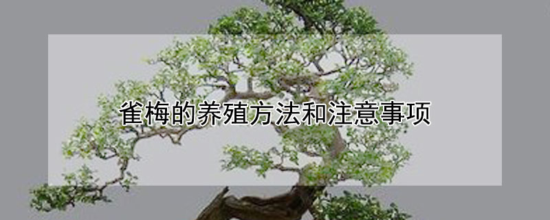 雀梅的养殖方法和注意事项（提根雀梅的养殖方法和注意事项）
