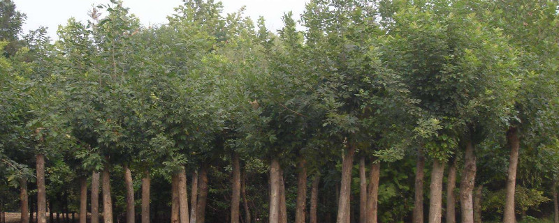 白蜡的栽培与养护(白蜡怎么栽种)