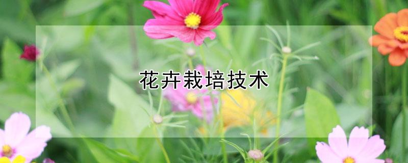 花卉栽培技术 花卉种植大棚养花基地