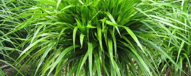 龙须树的养殖方法和注意事项（单头龙须树的养殖方法和注意事项）