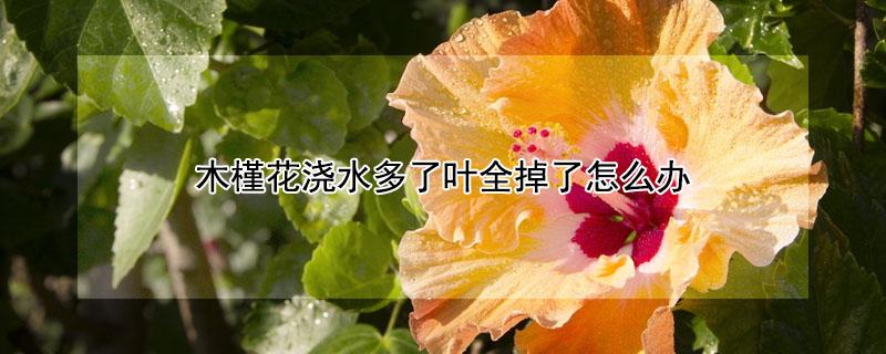 木槿花浇水多了叶全掉了怎么办 木槿花浇水叶子蔫了有救吗