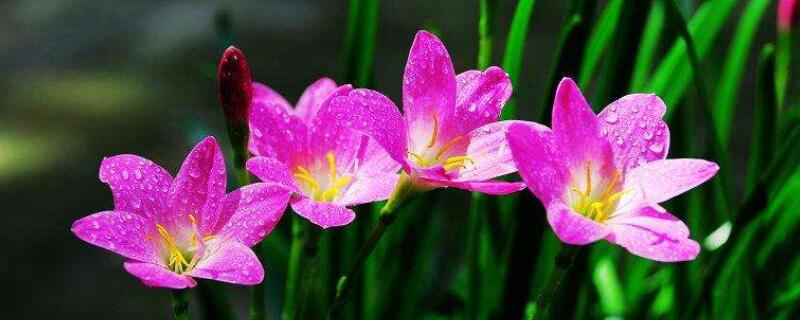 韭菜兰冬天怎么养殖 韭菜兰养殖方法和注意事项