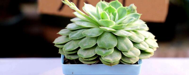 观音莲老桩怎么处理 观音莲养老桩怎么养