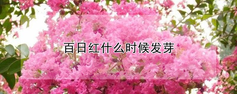 百日红什么时候发芽（百日红几月份发芽开花）