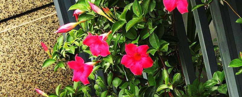 飘香藤干叶干尖怎么回事(飘香藤的藤尖干了是什么原因)