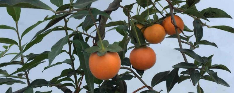 金弹子小苗怎么养 金弹子小苗怎么养护