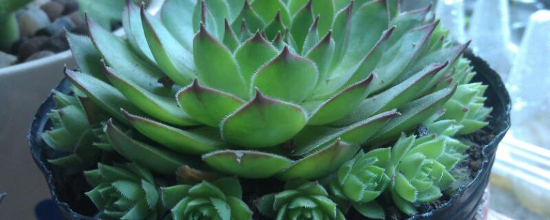 怎样移栽观音莲 观音莲怎么繁殖观音莲繁殖方法