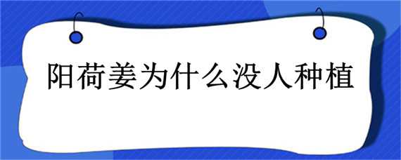 阳荷姜为什么没人种植 阳荷姜北方能种植吗