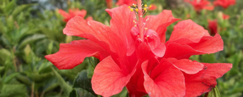 重瓣朱槿的扦插方法(重瓣朱槿怎样扦插)