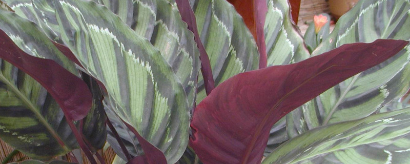 怎么让竹芋长新叶 竹芋叶子全剪掉还会长么