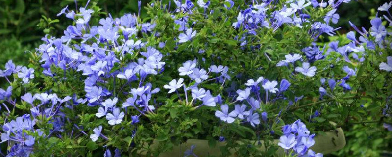 蓝雪花怎么修剪（蓝雪花怎么修剪枝条）