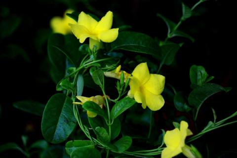 飘香藤怎样剪枝