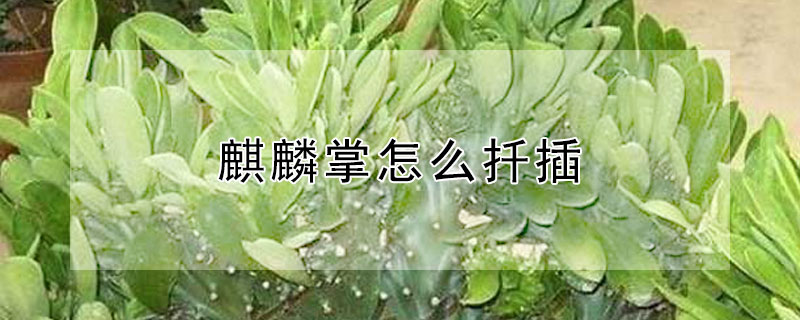 麒麟掌怎么扦插(麒麟掌怎么扦插成活率高)