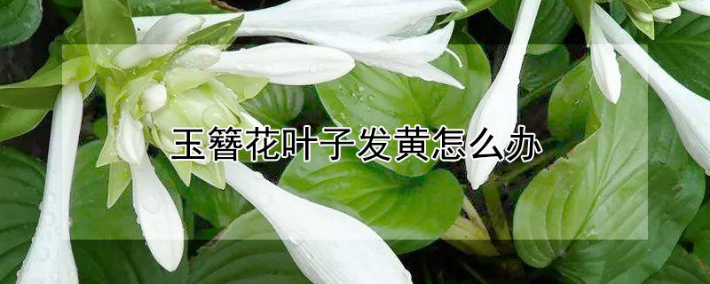 玉簪花叶子发黄怎么办（玉簪花叶子发黄怎么回事）