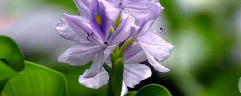 凤眼蓝叶子枯萎怎么办（凤眼蓝叶子发黄,有斑点怎么办）