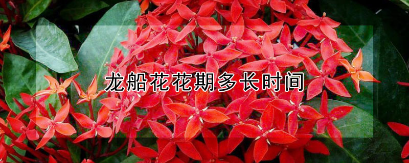 龙船花花期多长时间 龙船花开花时间