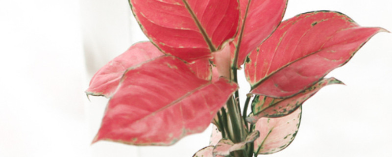 吉利红如意皇后怎么水培 吉利红如意怎么养