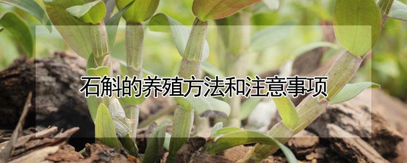 石斛的养殖方法和注意事项（姬竹石斛的养殖方法和注意事项）