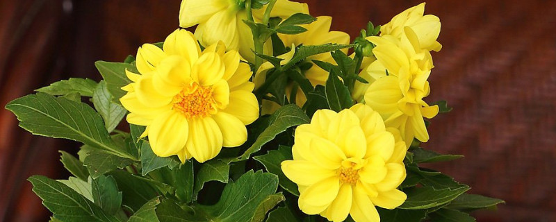 盆栽小丽花如何过冬 盆栽小丽花冬天怎么养