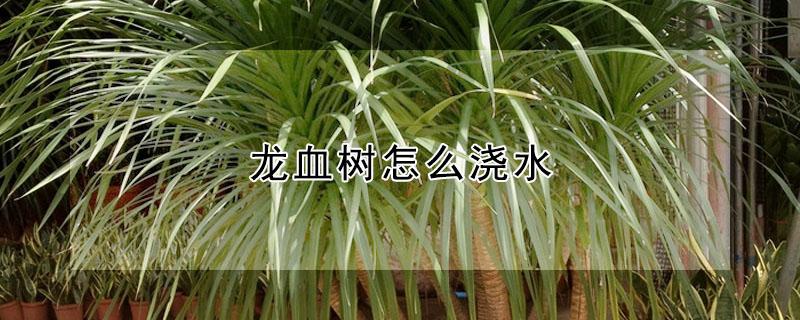 龙血树怎么浇水（海南龙血树怎么浇水）