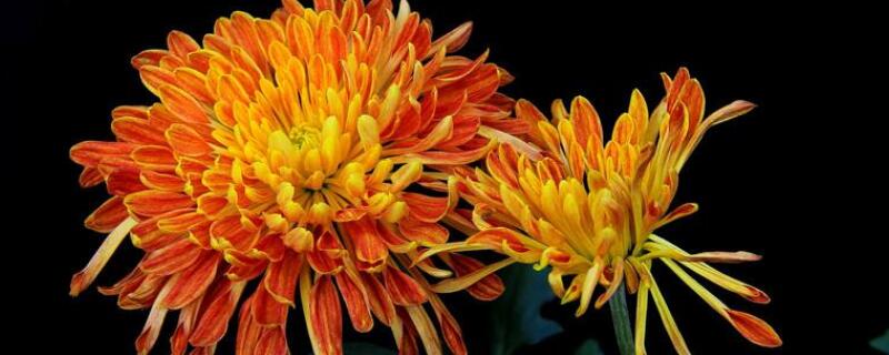 九月菊怎么栽培(九月菊怎么移栽)