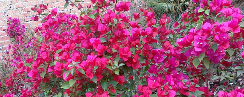 地栽三角梅怎么养护 三角梅的种植养护方法