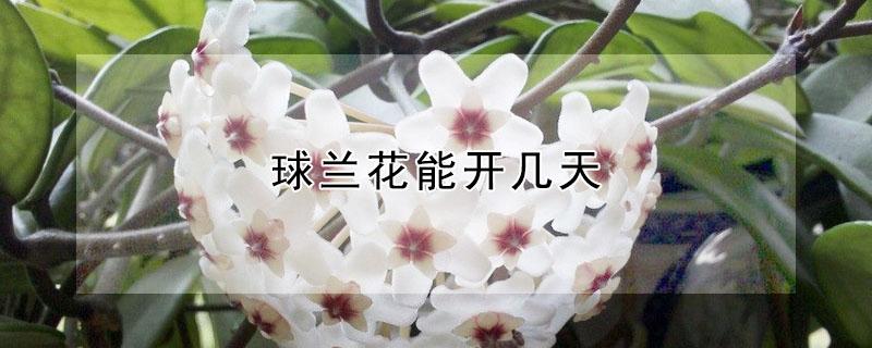 球兰花能开几天 球兰开花要多久