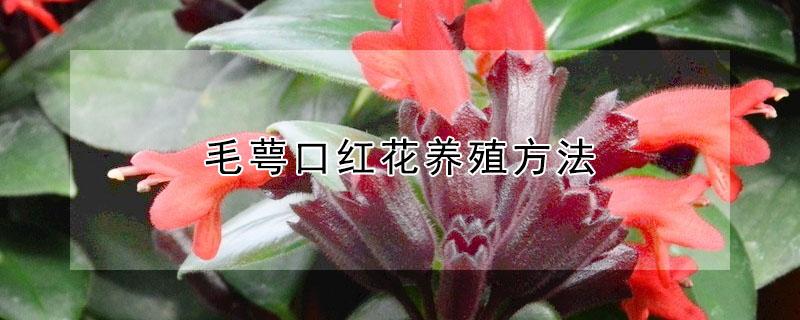 毛萼口红花养殖方法（口红花的养殖方法）