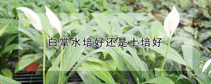 白掌水培好还是土培好 白掌水培好还是土培好养