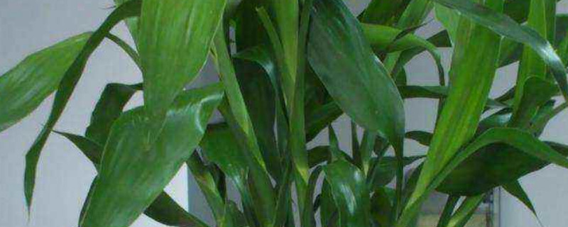 水养竹子叶子发黄怎么补救（养水竹叶子发黄怎么办）
