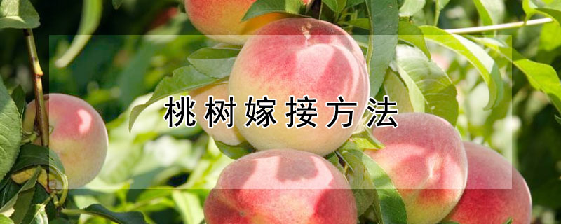 桃树嫁接方法（桃树嫁接方法和时间）